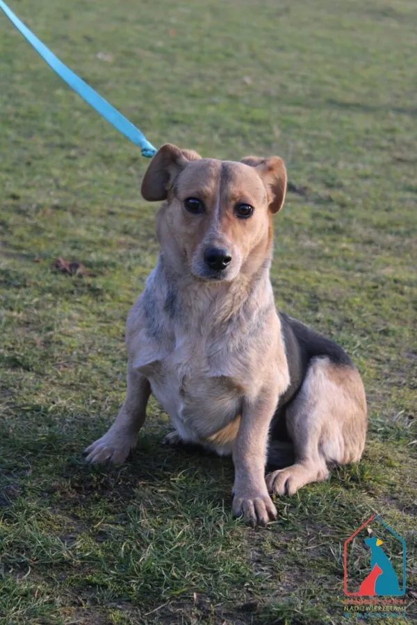 Pies do adopcji, Grudziądz, 4 lutego 2025