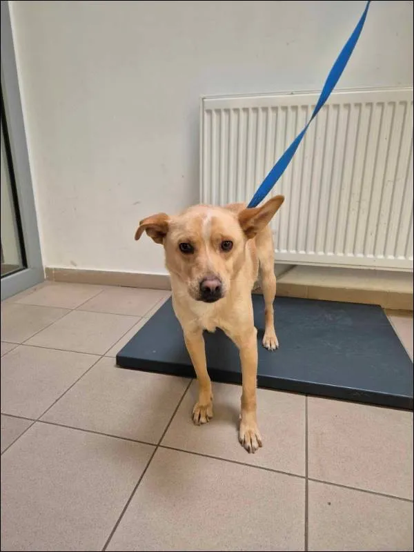 Znaleziono psa, Grudziądz, 26 lutego 2025