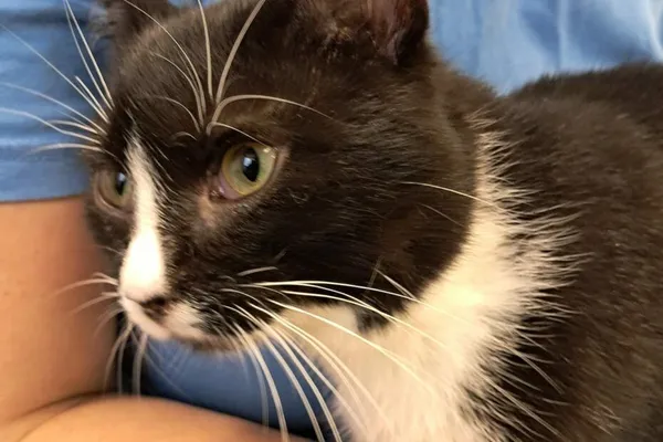 Kot do adopcji, Henrykowo, 11 września 2024 (1/2)