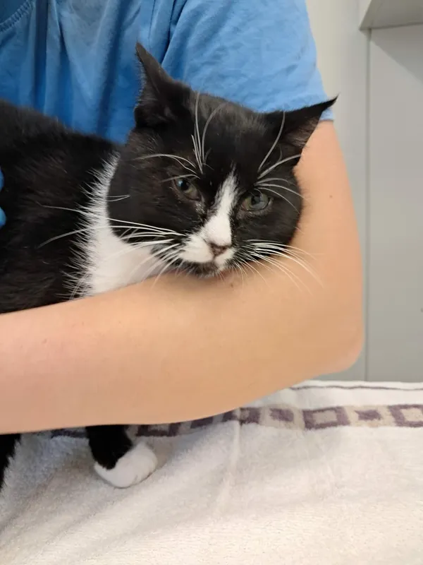 Kot do adopcji, Henrykowo, 11 września 2024 (2/2)