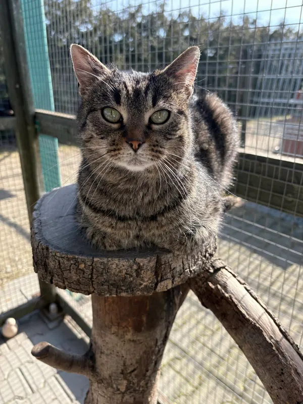 Kot do adopcji, Henrykowo, 13 listopada 2024 (3/3)