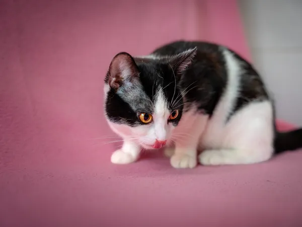 Kot do adopcji, Sosnowiec, 19 lutego 2025 (2/5)