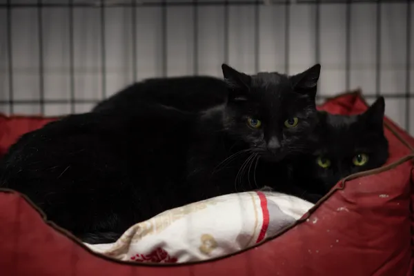 Kot do adopcji, Sosnowiec, 15 lutego 2025 (1/5)