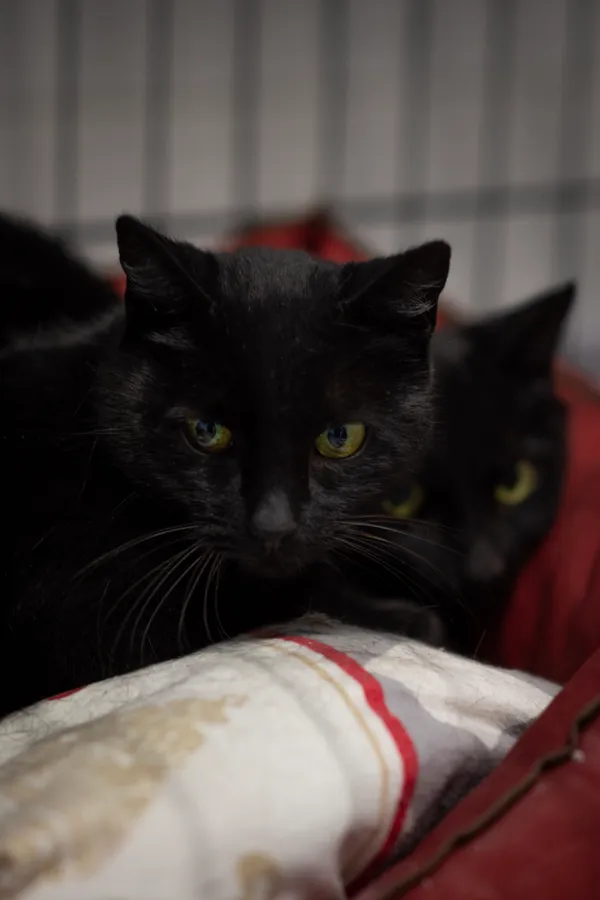 Kot do adopcji, Sosnowiec, 15 lutego 2025 (2/5)