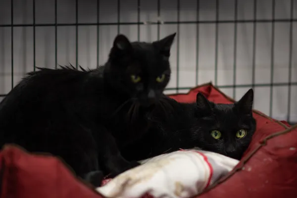 Kot do adopcji, Sosnowiec, 15 lutego 2025 (3/5)