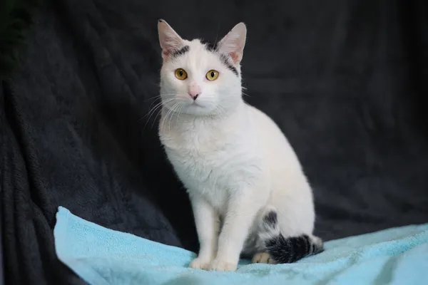 Znaleziono kota, Sosnowiec, 26 lutego 2025 (4/5)