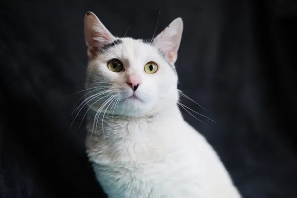 Znaleziono kota, Sosnowiec, 26 lutego 2025 (5/5)