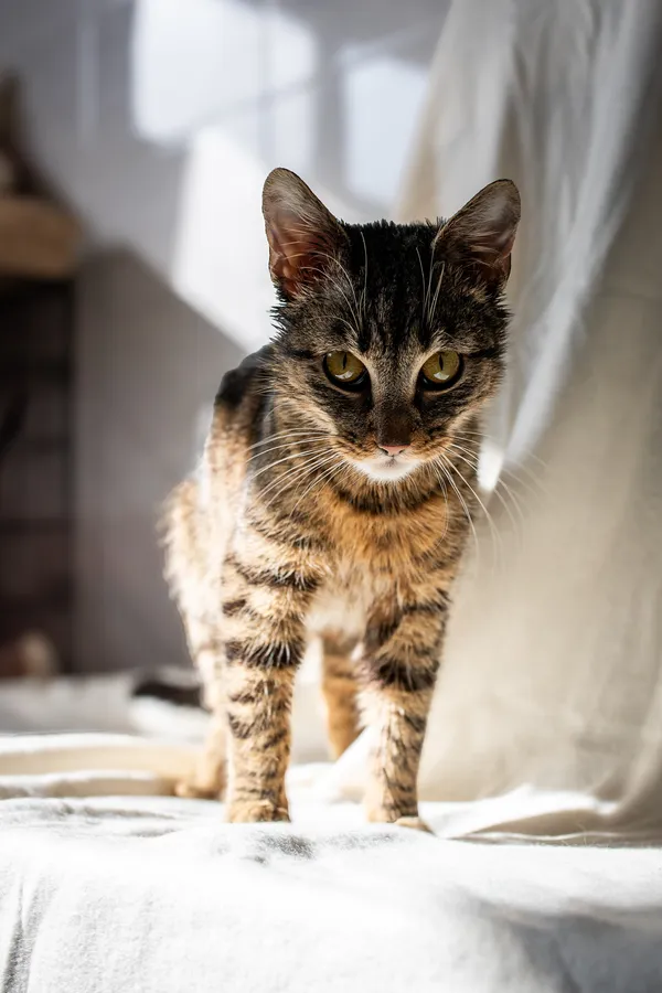 Znaleziono kota, Sosnowiec, 21 lutego 2025 (1/5)