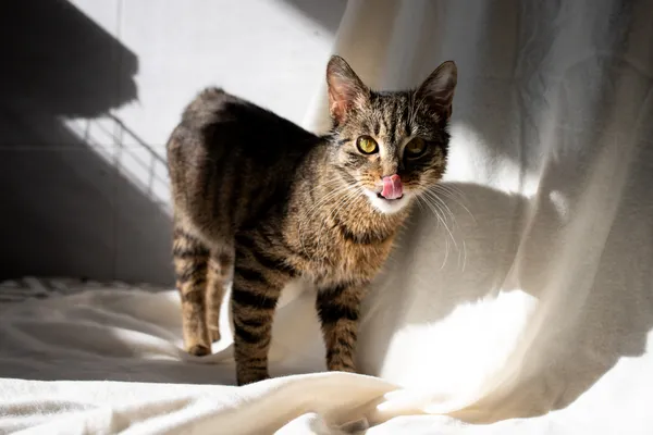 Znaleziono kota, Sosnowiec, 21 lutego 2025 (3/5)