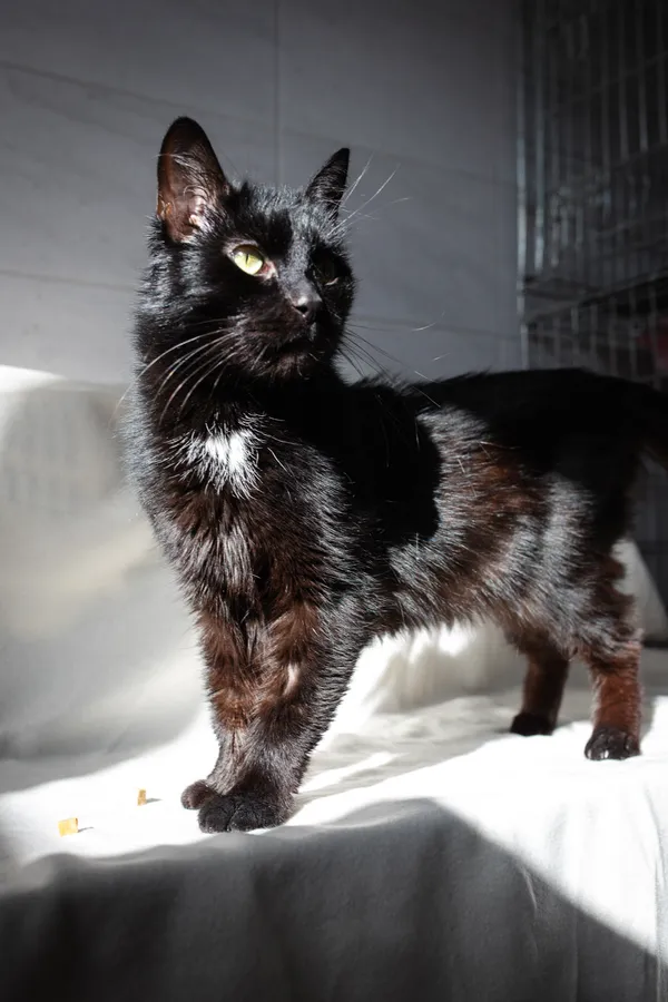 Znaleziono kota, Sosnowiec, 21 lutego 2025 (1/3)