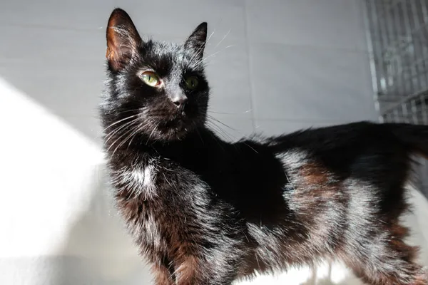 Znaleziono kota, Sosnowiec, 21 lutego 2025 (2/3)