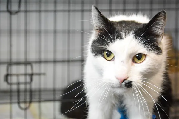 Znaleziono kota, Sosnowiec, 22 lutego 2025 (1/5)