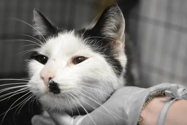 Znaleziono kota, Sosnowiec, 22 lutego 2025 (2/5)