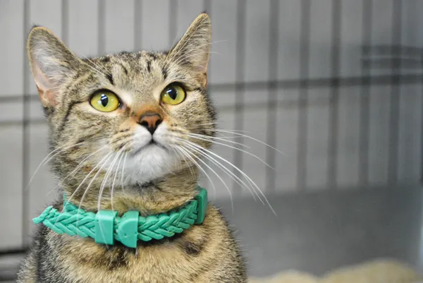 Znaleziono kota, Sosnowiec, 19 lutego 2025 (1/5)