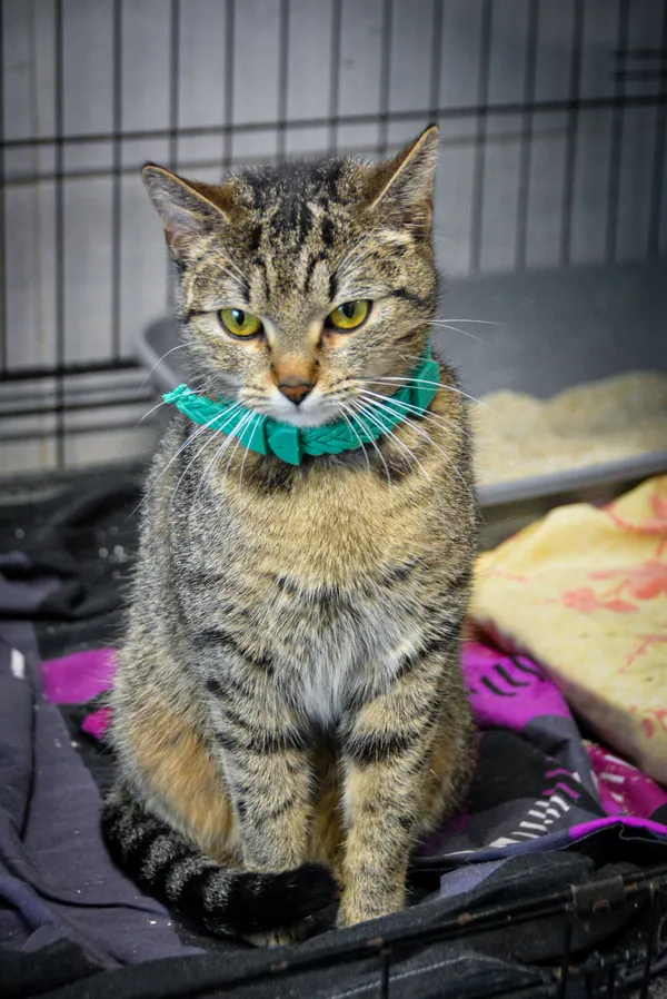 Znaleziono kota, Sosnowiec, 19 lutego 2025 (4/5)