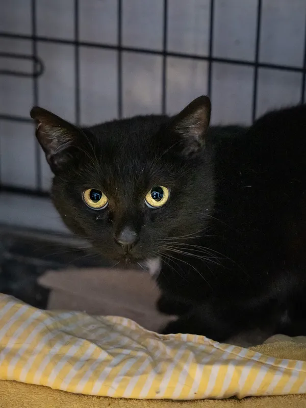 Znaleziono kota, Sosnowiec, 14 lutego 2025 (1/5)