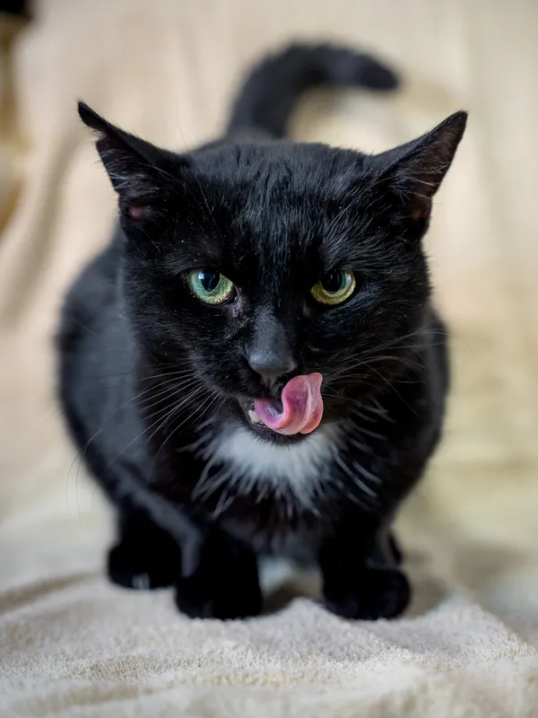 Znaleziono kota, Sosnowiec, 14 lutego 2025 (4/5)