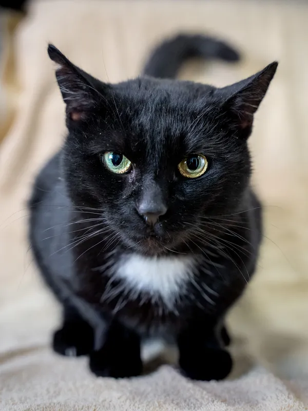 Znaleziono kota, Sosnowiec, 14 lutego 2025 (5/5)