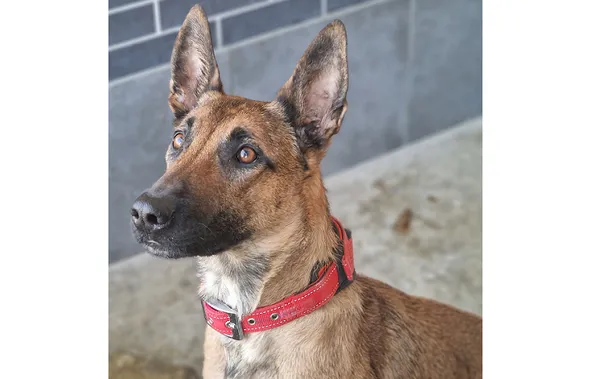 Znaleziono psa, Wrocław, 23 lutego 2025