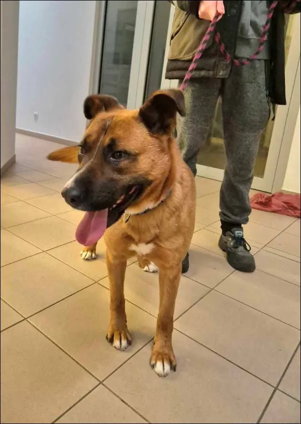 Znaleziono psa, Grudziądz, 26 lutego 2025