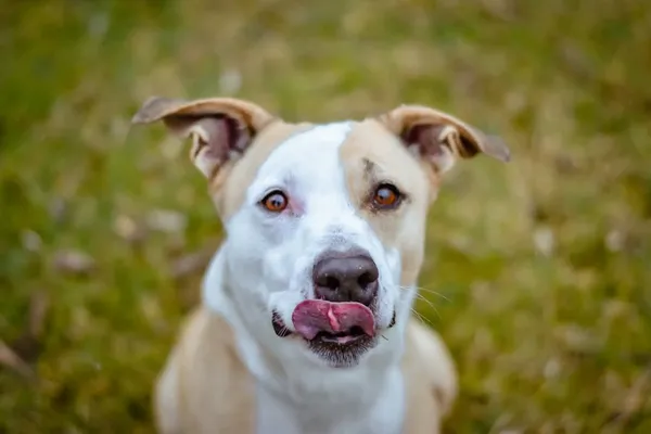 Pies do adopcji, Radom, 7 sierpnia 2025 (1/5)