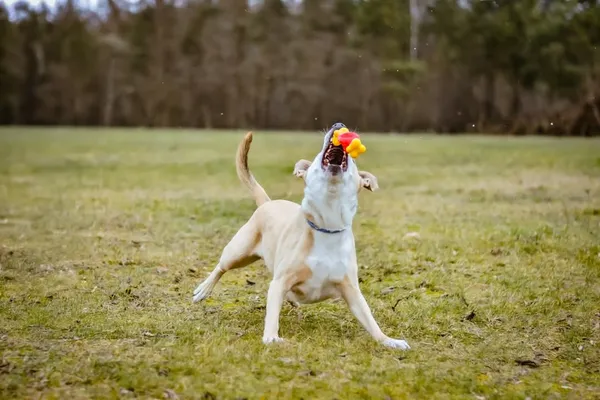 Pies do adopcji, Radom, 7 sierpnia 2025 (2/5)