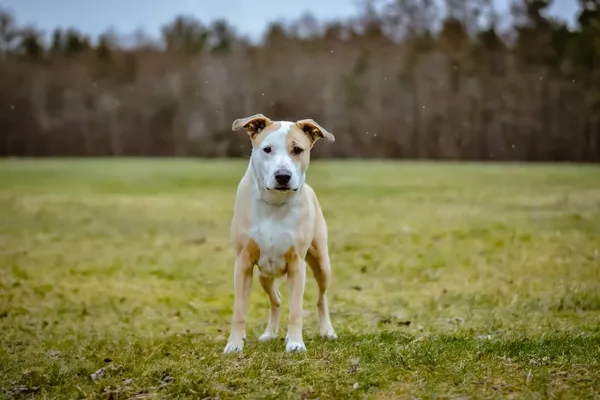 Pies do adopcji, Radom, 7 sierpnia 2025 (3/5)