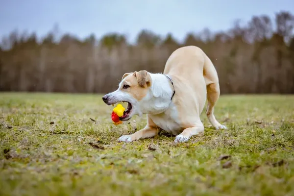 Pies do adopcji, Radom, 7 sierpnia 2025 (4/5)