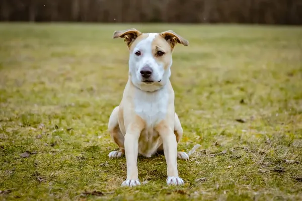 Pies do adopcji, Radom, 7 sierpnia 2025 (5/5)