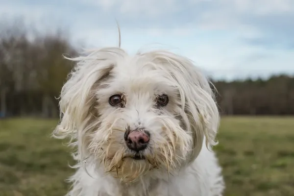 Pies do adopcji, Radom, 26 lutego 2025 (1/5)