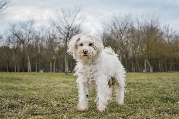 Pies do adopcji, Radom, 26 lutego 2025 (2/5)