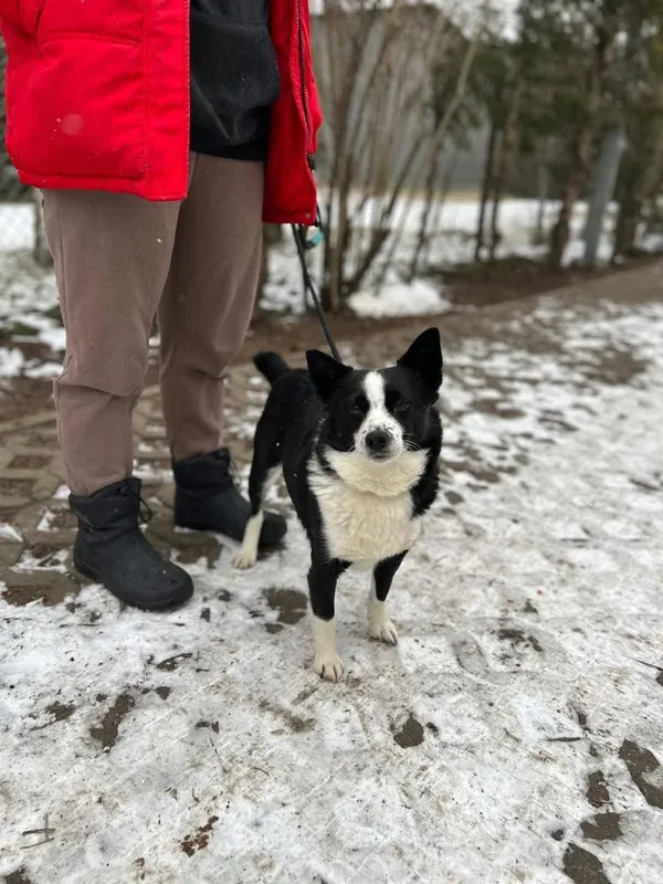 Pies do adopcji, Radom, 26 lutego 2025 (2/5)