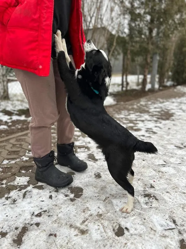 Pies do adopcji, Radom, 26 lutego 2025 (5/5)