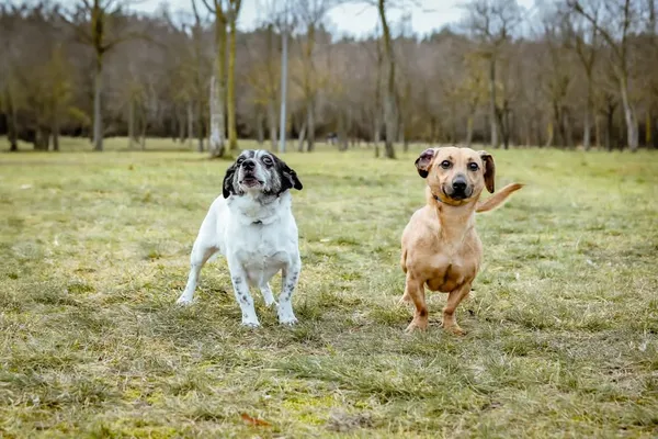 Pies do adopcji, Radom, 2 lutego 2026 (1/5)