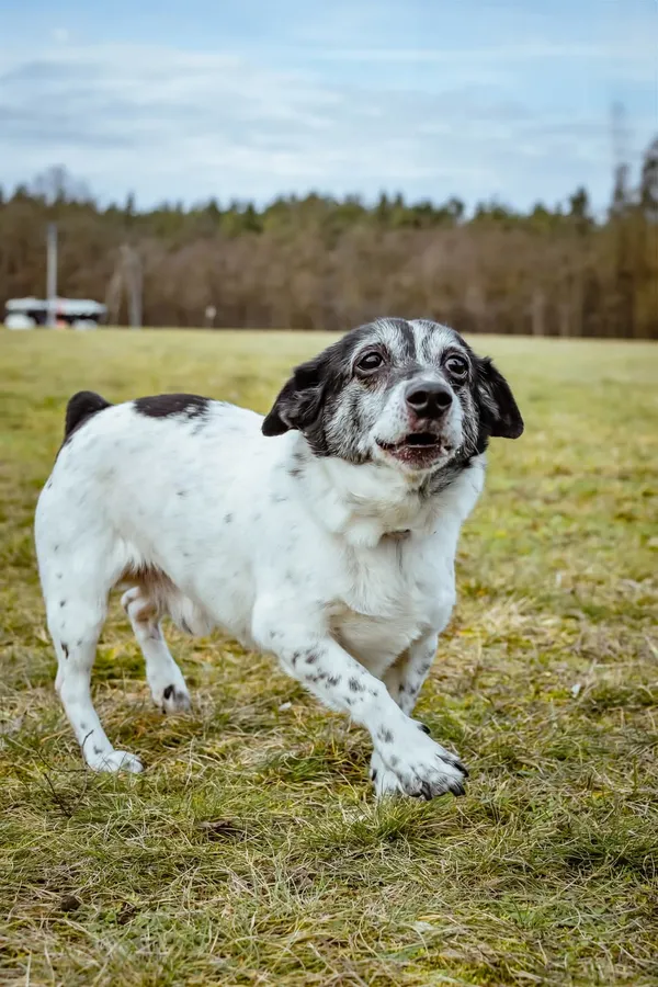 Pies do adopcji, Radom, 2 lutego 2026 (2/5)