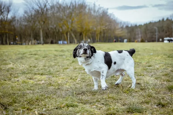 Pies do adopcji, Radom, 2 lutego 2026 (3/5)