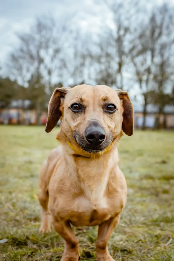 Pies do adopcji, Radom, 2 lutego 2026 (4/5)