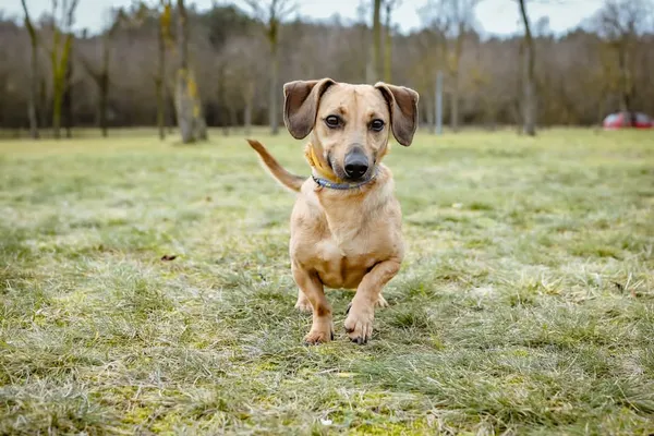 Pies do adopcji, Radom, 2 lutego 2026 (5/5)