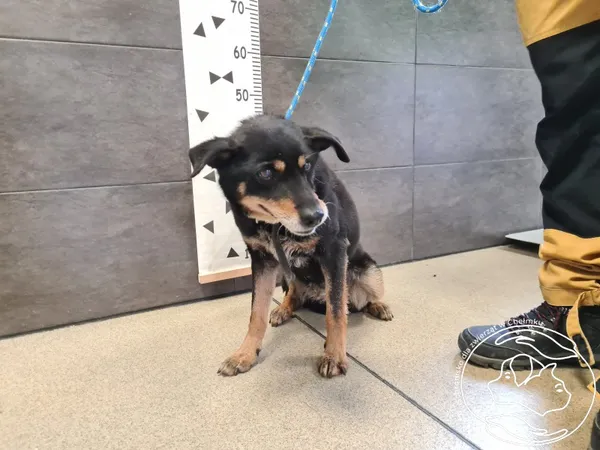 Znaleziono psa, Chełmek, 25 lutego 2025