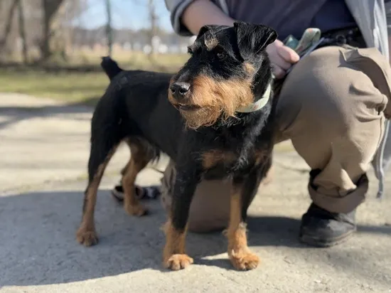 Pies do adopcji, Kraków, 12 lutego 2025 (3/5)