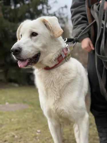 Pies do adopcji, Kraków, 12 lutego 2025 (1/5)