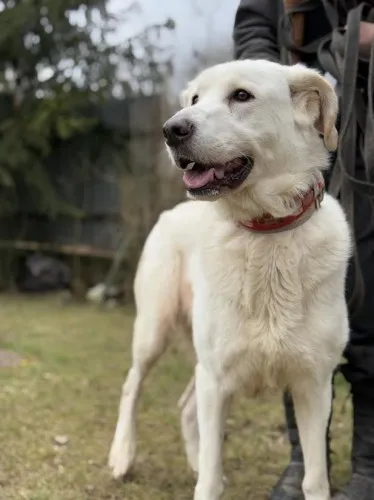 Pies do adopcji, Kraków, 12 lutego 2025 (3/5)