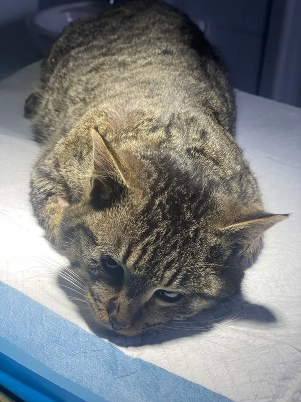 Znaleziono kota, Lublin, 25 lutego 2025