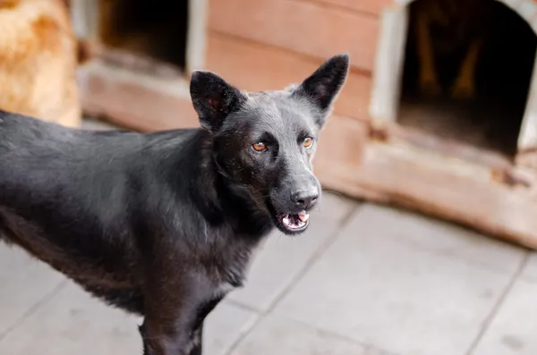Oddam psa, Gdańsk, Zaspa-Rozstaje, 27 lutego 2025