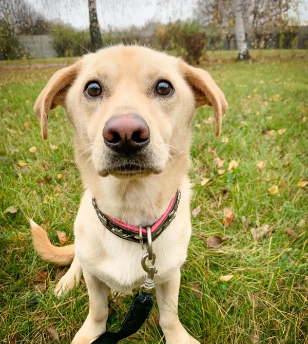 Pies do adopcji, Konin, 2 lipca 2024 (1/4)