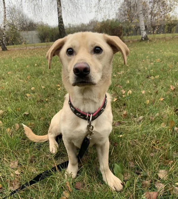 Pies do adopcji, Konin, 2 lipca 2024 (2/4)