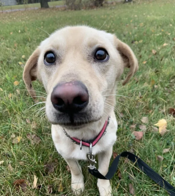 Pies do adopcji, Konin, 2 lipca 2024 (3/4)