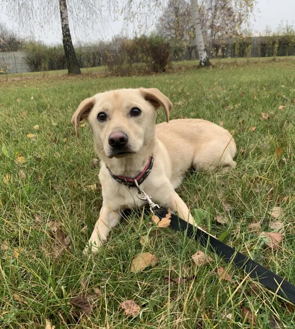 Pies do adopcji, Konin, 2 lipca 2024 (4/4)