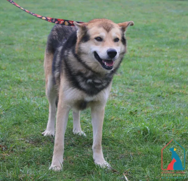 Pies do adopcji, Grudziądz, 14 października 2024