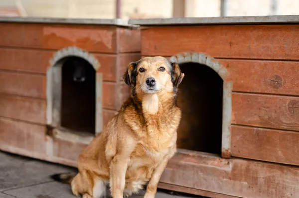 Oddam psa, Gdynia, Śródmieście, 27 lutego 2025 (1/4)